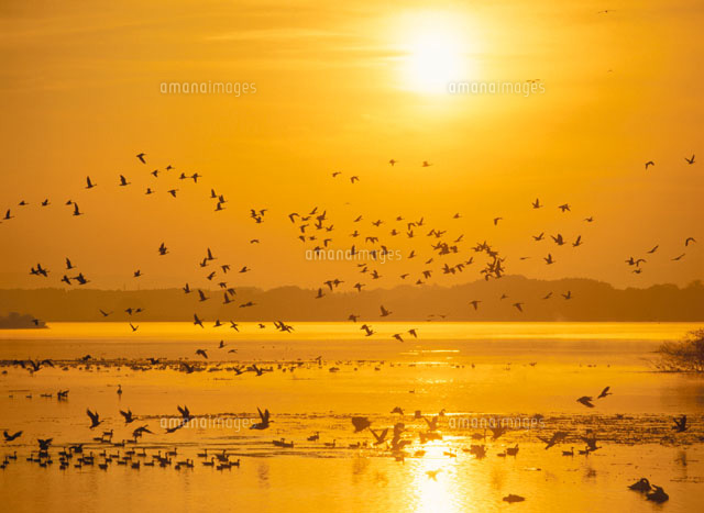 朝日と雁の群れ 伊豆沼 宮城県[01743004285]の写真・イラスト素材