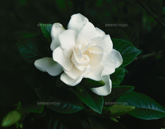 クチナシの花のアップ の写真素材 イラスト素材 アマナイメージズ