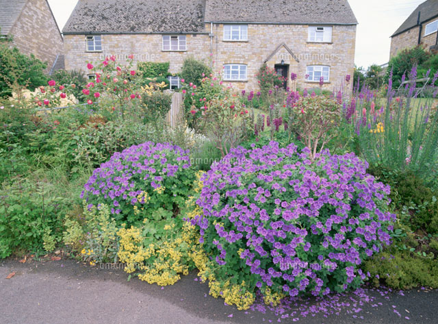スノーヒルの家の前の花壇 コツウォルズ イギリス の写真素材 イラスト素材 アマナイメージズ