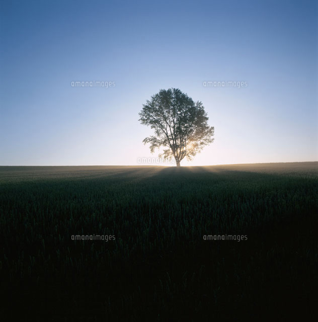 朝焼けとポプラの木のシルエット 美瑛 北海道 の写真素材 イラスト素材 アマナイメージズ