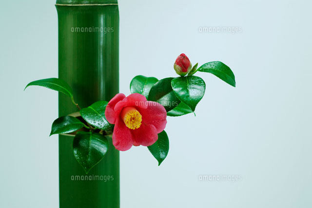 椿の生け花 の写真素材 イラスト素材 アマナイメージズ