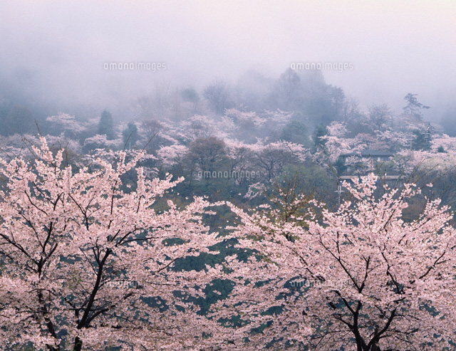 春雨に煙る八瀬の桜[01857002108]の写真・イラスト素材｜アマナイメージズ