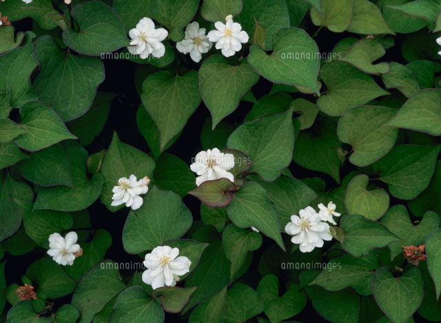 どくだみの花と葉 の写真素材 イラスト素材 アマナイメージズ