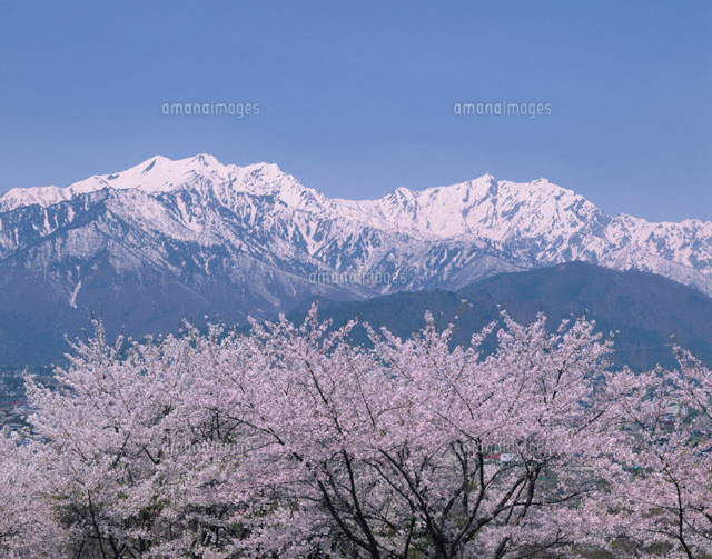 桜の木と北アルプスの爺ヶ岳と鹿島槍ヶ岳の眺望 大町市 長野県
