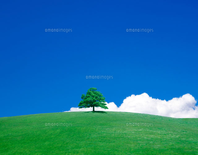 丘の上の一本の木 の写真素材 イラスト素材 アマナイメージズ