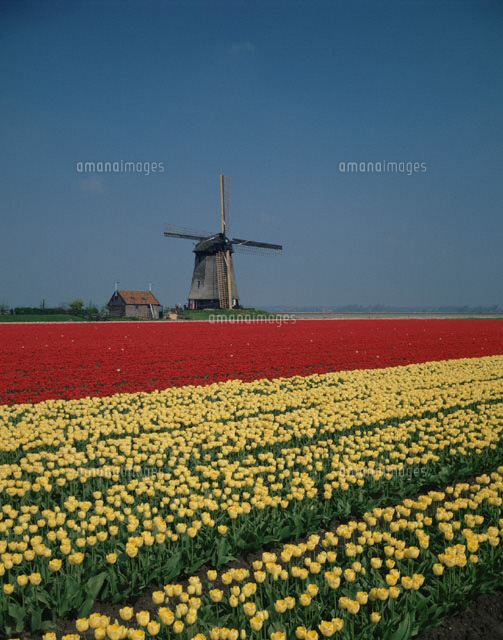 チューリップ畑と風車 アルクマール近郊 オランダ の写真素材 イラスト素材 アマナイメージズ