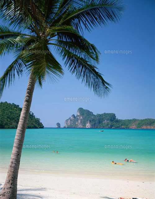 ヤシの木とロダラムビーチの海岸 ピピドン島 タイ の写真素材 イラスト素材 アマナイメージズ