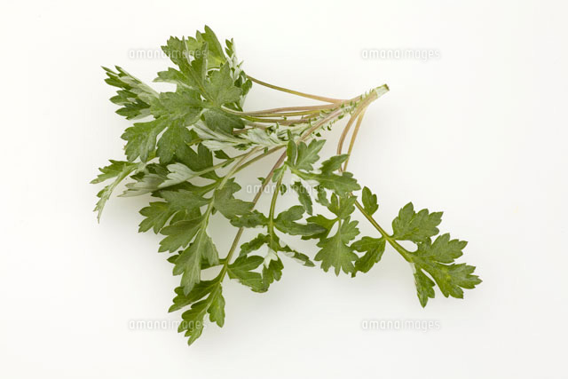 よもぎ の写真素材 イラスト素材 アマナイメージズ