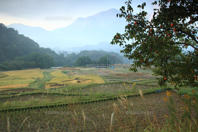 絵画　油絵　秋の武甲山　寺坂棚田日本の原風景　ミニ美 絵画 油絵 秋の武甲山 寺坂棚田日本の原風景 ミニ美
