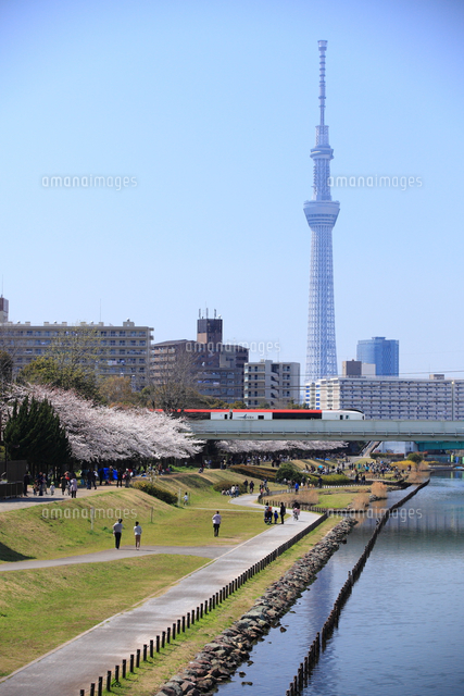 東京スカイツリーと成田エクスプレス の写真素材 イラスト素材 アマナイメージズ
