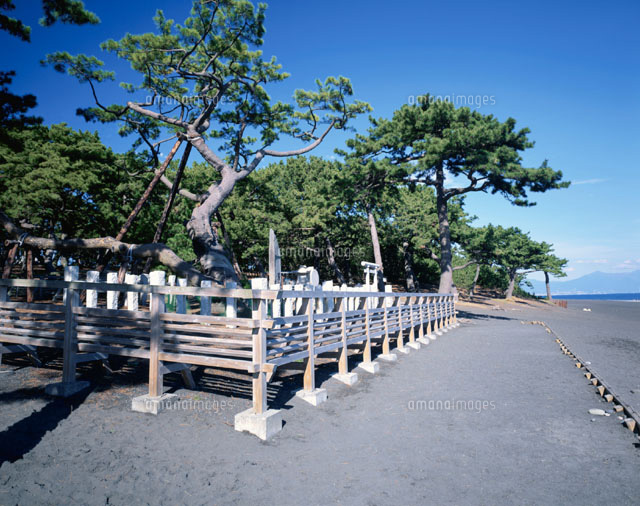 三保の松原・羽衣の松 清水市 静岡県[01964007574]の写真素材・イラスト素材｜アマナイメージズ