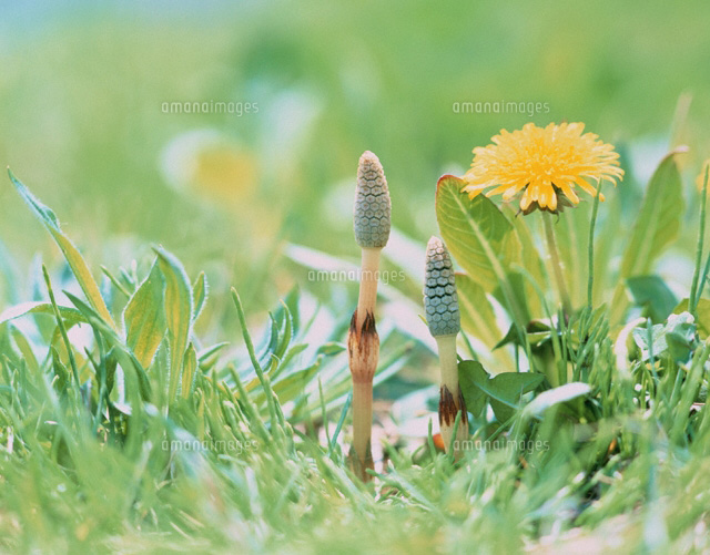 つくしとタンポポ の写真素材 イラスト素材 アマナイメージズ