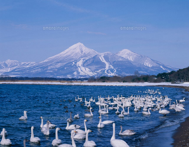 猪苗代湖の白鳥と磐梯山 福島県 の写真素材 イラスト素材 アマナイメージズ