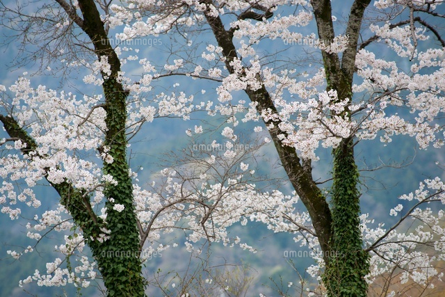 桜の木 パステル画 型紙不要】☆パステルアート460「桜の木2022」 - YouTube