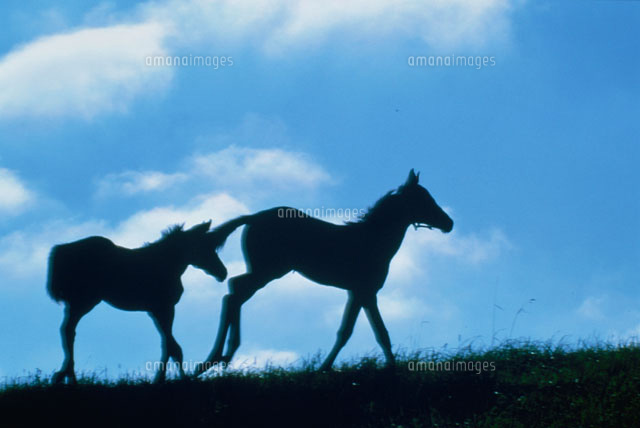 2頭の馬のシルエットと青空 の写真素材 イラスト素材 アマナイメージズ