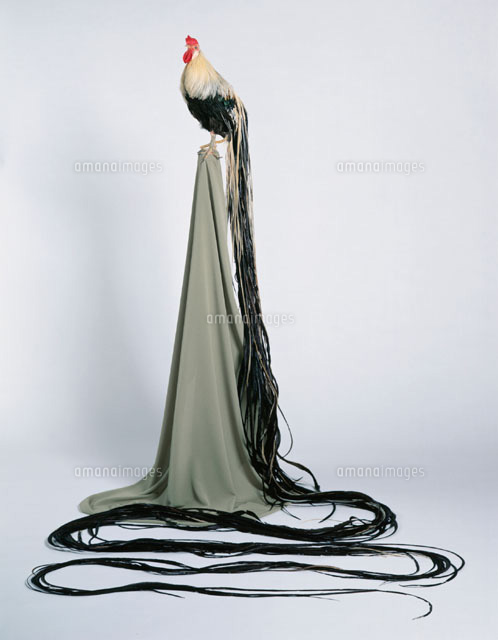 長尾鶏 の写真素材 イラスト素材 アマナイメージズ