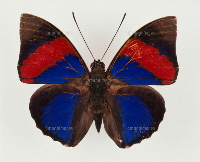 Yahoo!オークション -「アグリアス 蝶」の落札相場・落札価格