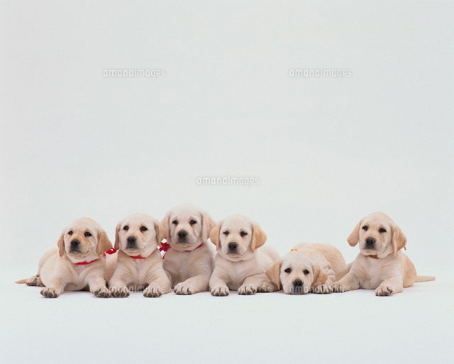 ラブラドールレトリバー 関連生写真 ラブラドールレトリバー 関連生写真