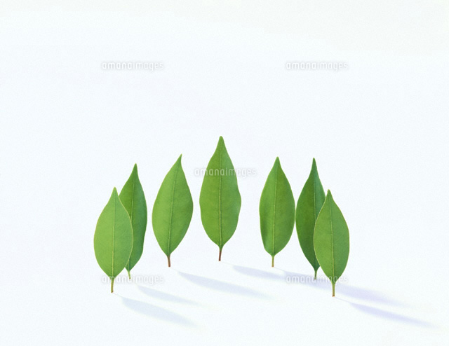 半円に並んで立つ葉 の写真素材 イラスト素材 アマナイメージズ