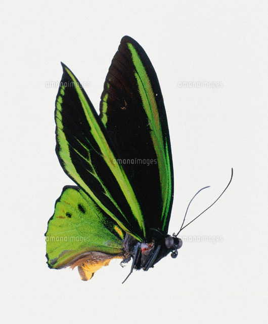 メガネトリバネアゲハ[02022344896]の写真・イラスト素材｜アマナ