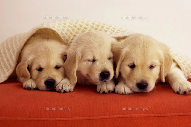 赤いソファの上の5匹のゴールデンレトリバーの子犬[02022345811]の