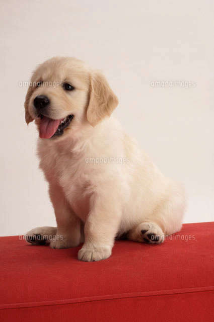 赤いソファの上の5匹のゴールデンレトリバーの子犬[02022345811]の