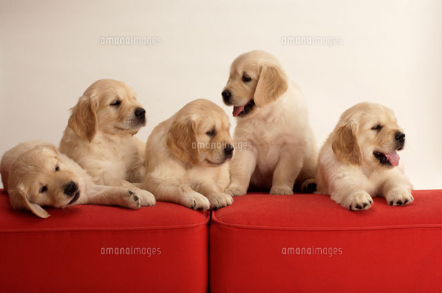 赤いソファの上の5匹のゴールデンレトリバーの子犬[02022345811]の