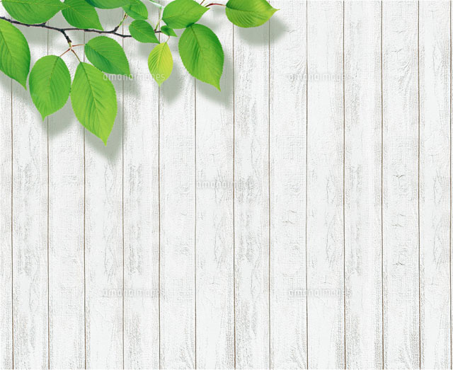 白い木の壁と桜の葉 の写真素材 イラスト素材 アマナイメージズ