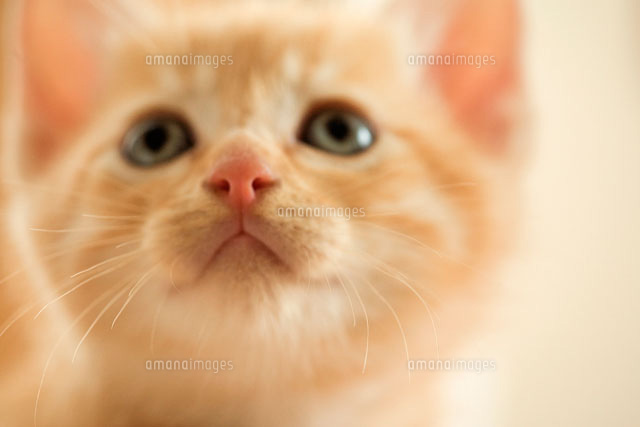 上を見上げる猫[02022346271]の写真・イラスト素材｜アマナイメージズ