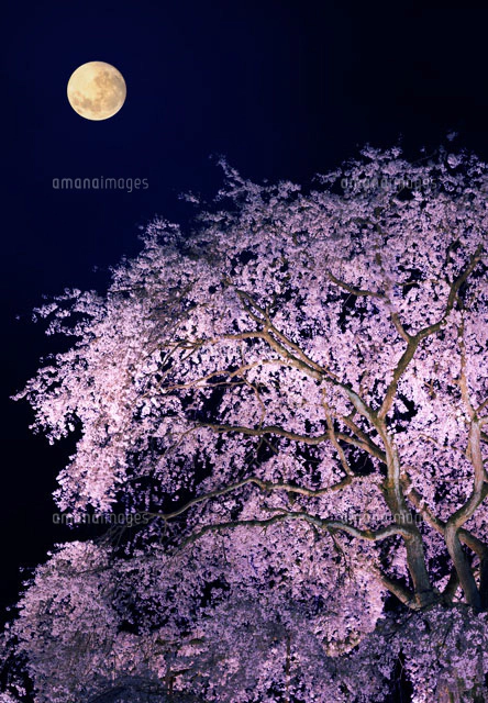 夜桜と月[02022349036]の写真・イラスト素材｜アマナイメージズ