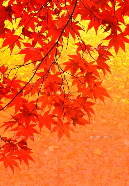 一面の紅葉ともみじCG[02022349710]の写真・イラスト素材｜アマナ