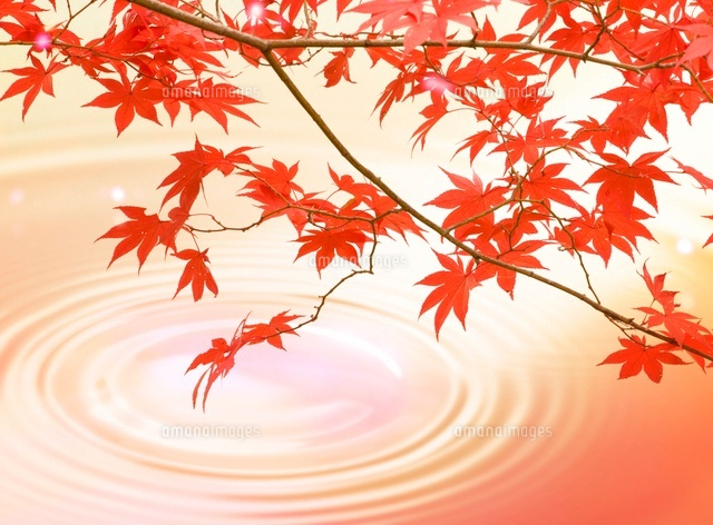 波紋のある水面ともみじ の写真素材 イラスト素材 アマナイメージズ