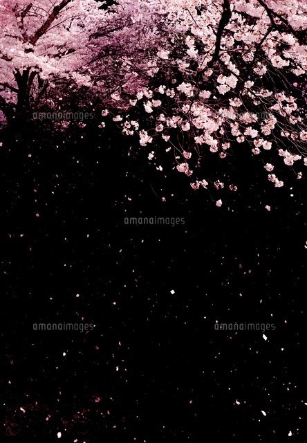 黒バックに桜の和風イメージ[02022349726]の写真・イラスト素材