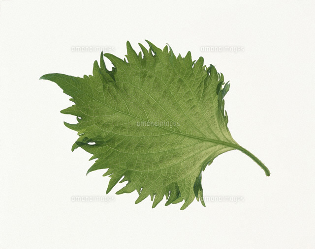 大葉 の写真素材 イラスト素材 アマナイメージズ