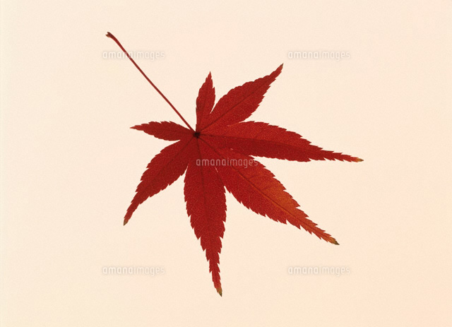 1枚の紅葉のもみじ[02050004056]の写真・イラスト素材｜アマナイメージズ