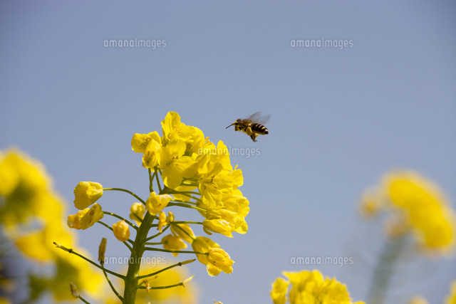 菜の花とミツバチ の写真素材 イラスト素材 アマナイメージズ