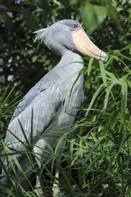 ハシビロコウ[02058091507]の写真・イラスト素材｜アマナイメージズ