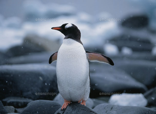 羽を広げるゼンツーペンギン 南極[02065005164]の写真・イラスト素材