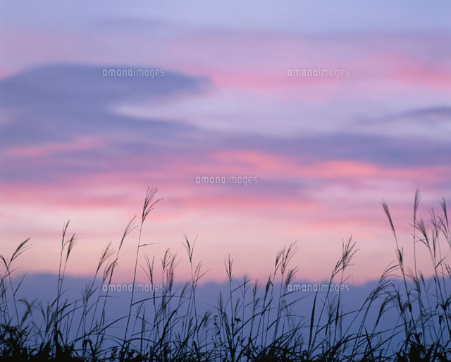 夕焼け空の下のススキのシルエット 鉢伏山 長野県 の写真素材 イラスト素材 アマナイメージズ 夕焼け空の下のススキのシルエット 鉢伏山 長野県 の写真素材 イラスト素材 アマナイメージズ
