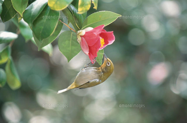 昭和　レトロ　椿　メジロ？ s-2012032416440628022.jpg