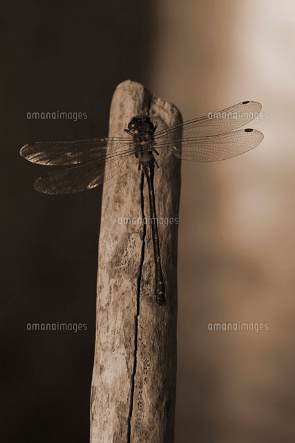 木の棒にとまるトンボ の写真素材 イラスト素材 アマナイメージズ