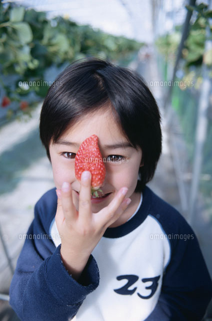 苺狩りをしている男の子 の写真素材 イラスト素材 アマナイメージズ