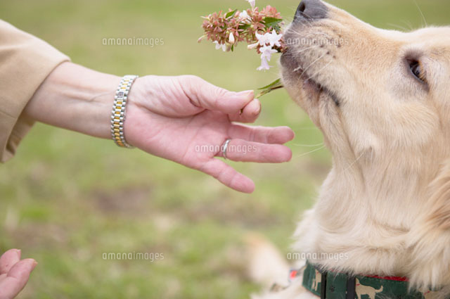 草花を咥える犬の横顔 ゴールデンレトリーバー の写真素材 イラスト素材 アマナイメージズ