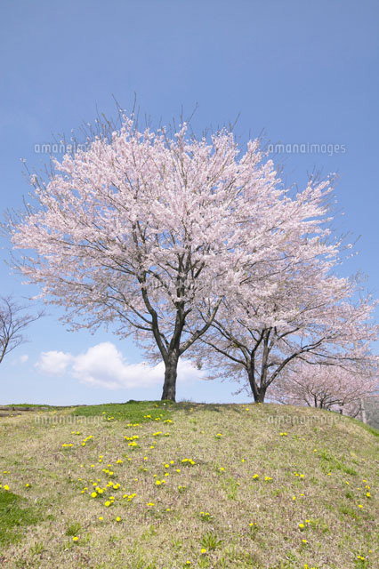 丘に立つ桜の木[02266016110]の写真・イラスト素材｜アマナイメージズ