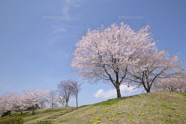 丘に立つ桜の木[02266016110B]の写真・イラスト素材｜アマナ