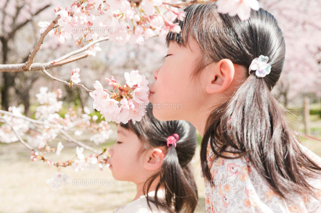 桜の香りを嗅ぐ女の子の姉妹 の写真素材 イラスト素材 アマナイメージズ