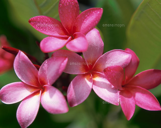 赤いプルメリアの花 の写真素材 イラスト素材 アマナイメージズ