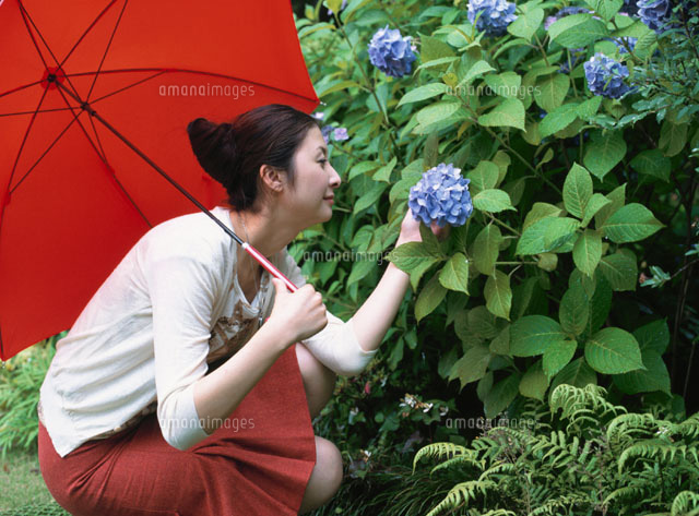 赤い傘をさし あじさいを眺める日本人女性 の写真素材 イラスト素材 アマナイメージズ