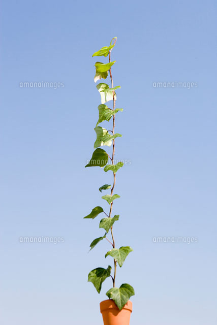 上に向かって伸びるツルと植木鉢[02313000884]の写真・イラスト