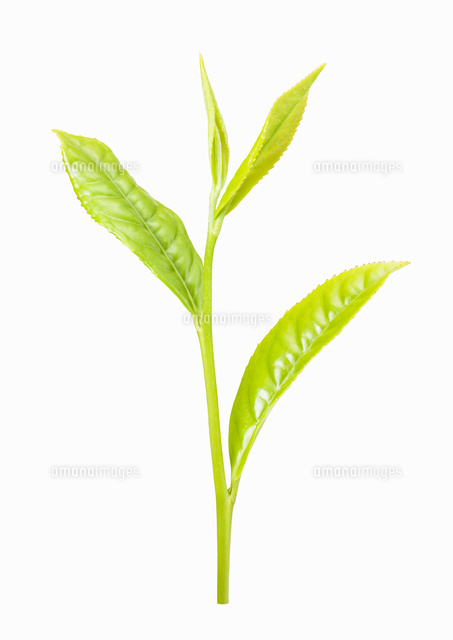やぶきた茶の茶葉 の写真素材 イラスト素材 アマナイメージズ